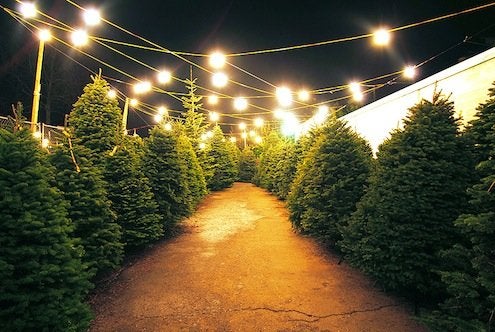 How to Pick a Christmas Tree - Bob Vila Radio - Bob Vila