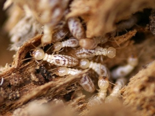 Termite Infestation - Subterranean