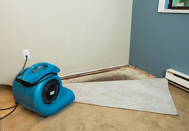 How to Get Mold Out of Carpet - Bob Vila