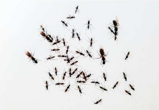 How To Get Rid Of Flying Ants Bob Vila,Basement Flooring Tile