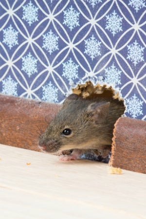 How To Deal With Mice In The Walls Bob Vila,Getting Rid Of Carpenter Ants