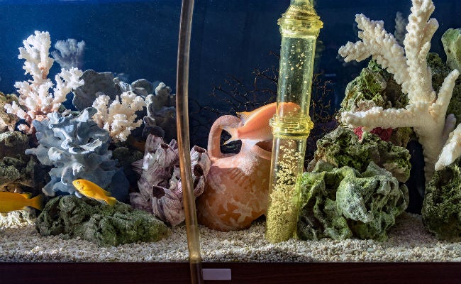 How To Clean A Fish Tank Bob Vila,Rotisserie Oven