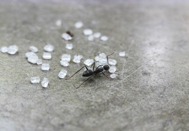 Ants In The Kitchen 7 Ways To Kill Them Bob Vila