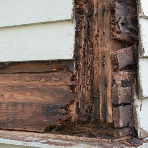 How to Prevent and Repair Wood Rot's Damage