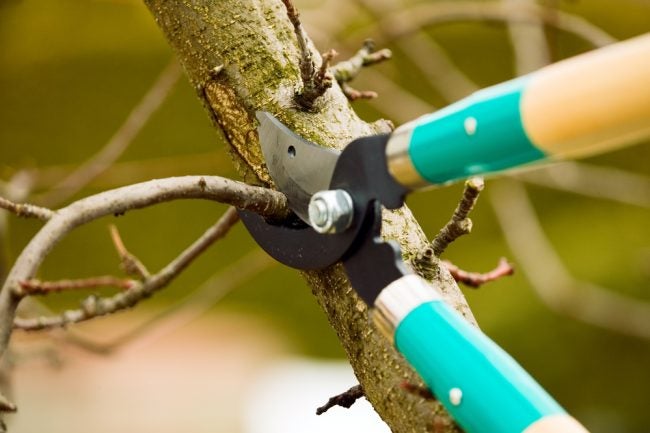 The Best Loppers for Pruning Options