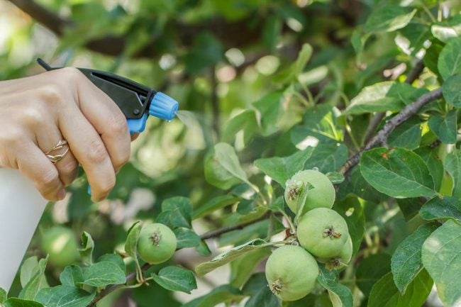 When to Spray Fruit Trees: Combination Spray During the Growing Season