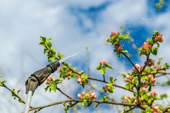 When to Spray Fruit Trees: General Purpose Fruit Tree Spray During the Growing Season