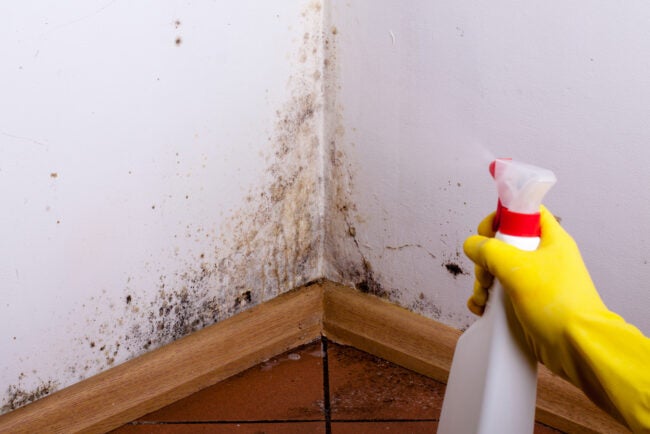 Best Mold Remover Options