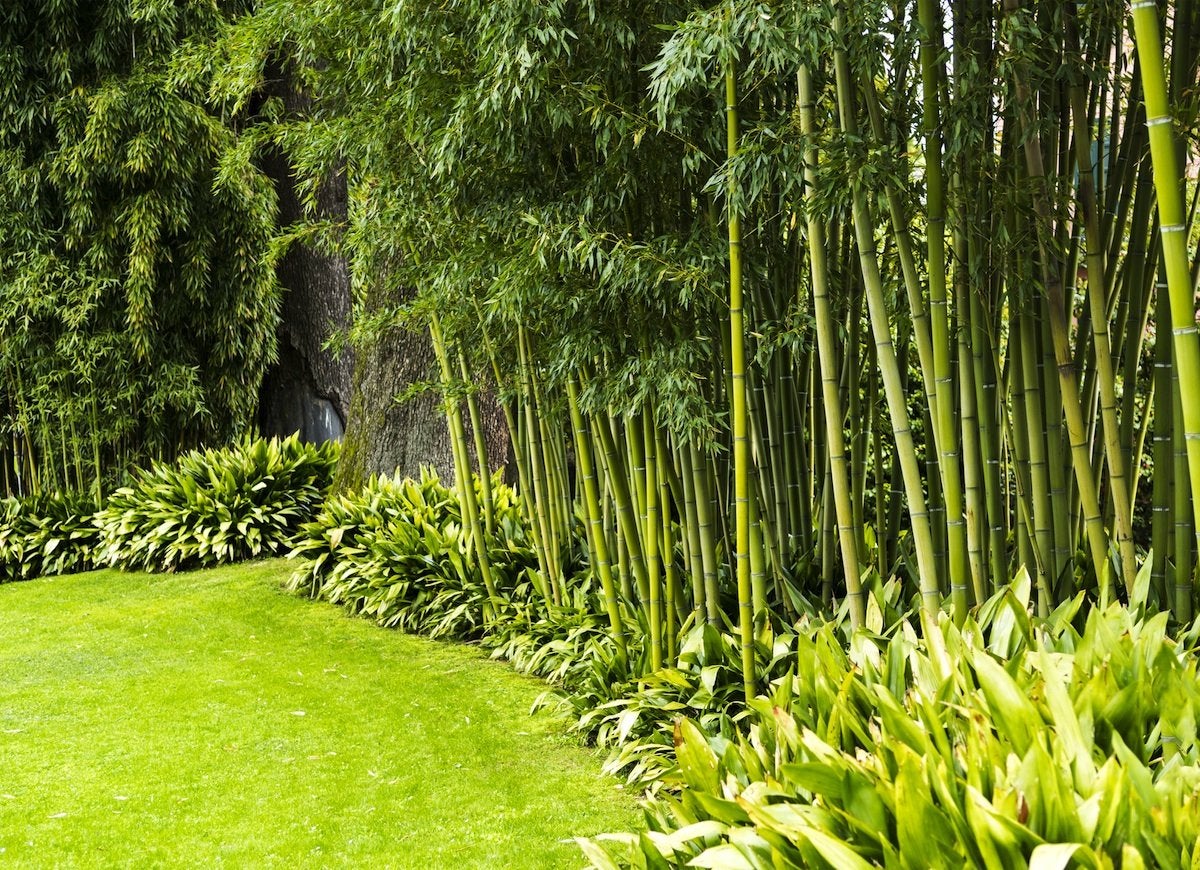 Backyard Privacy: 10 Best Plants to Grow - Bob Vila