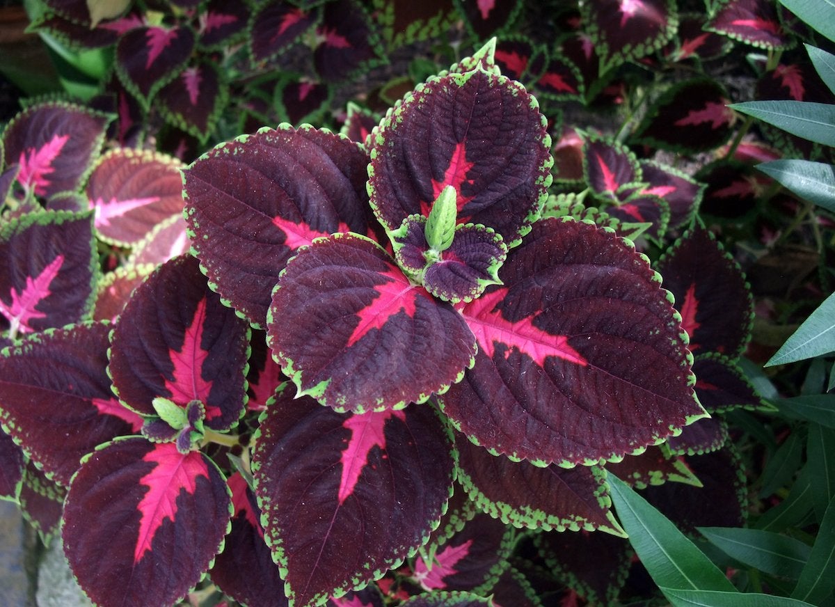Shade Plants - 20 Plants That Don't Need Sun - Bob Vila