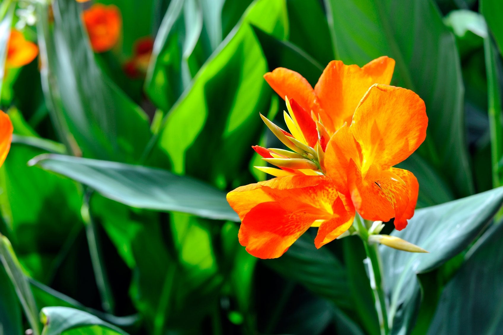 14 of the Best Plants for Your Drought-Tolerant Garden - Bob Vila