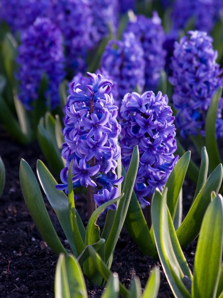 PetMd Is Hyacinth Poisonous To Cats