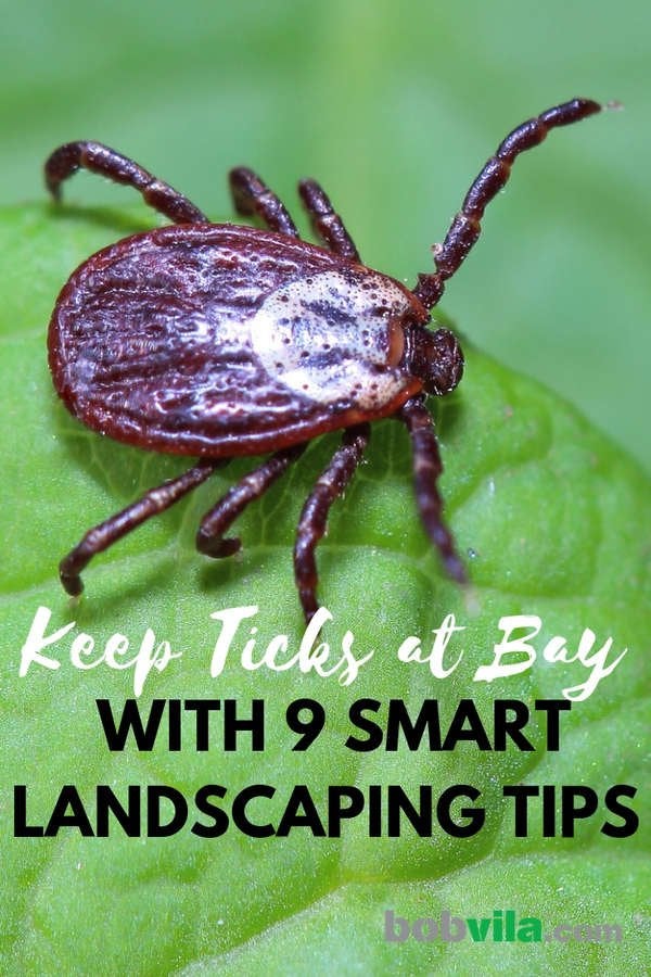 How To Get Rid Of Ticks 9 Landscaping Tips Bob Vila