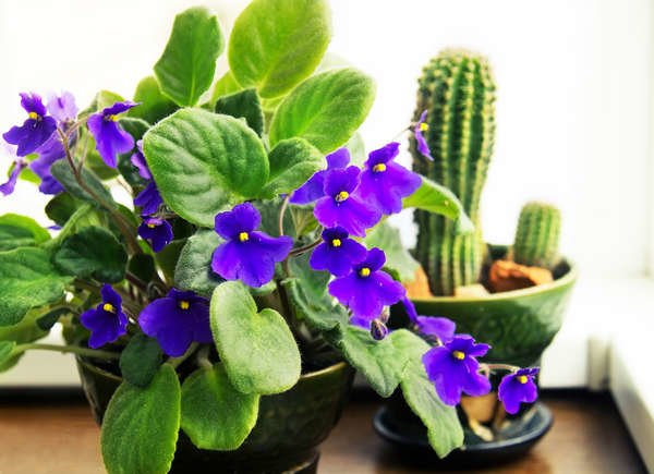20 Flowering Houseplants That Will Add Beauty To Your Home Bob Vila,What A Beautiful Name Piano Sheet Music Easy
