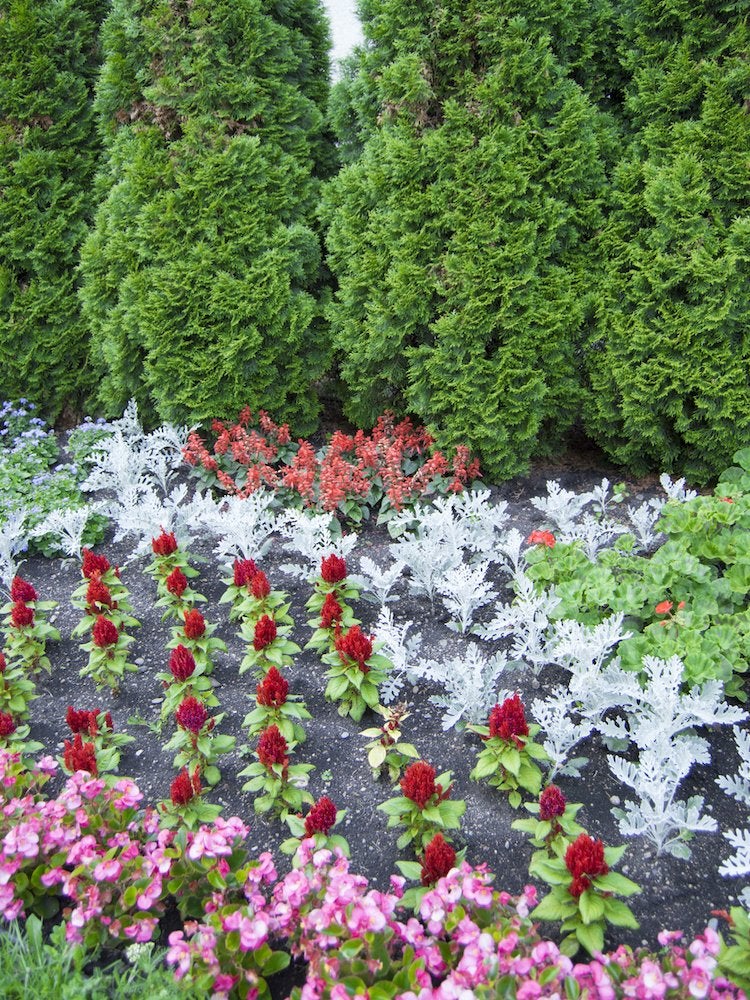 Low Maintenance Plants 30 Easy Options For Your Garden Bob Vila,White Russian Drink