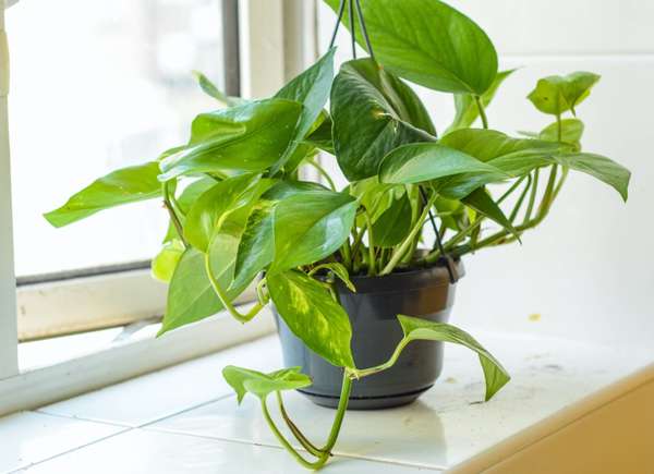 Pothos, una pianta perfetta per rinfrescare la casa.