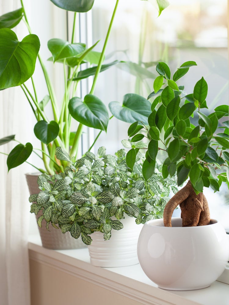 Best Houseplants To Improve Indoor Air Quality Bob Vila,2 Bedroom 700 Square Foot House Plans