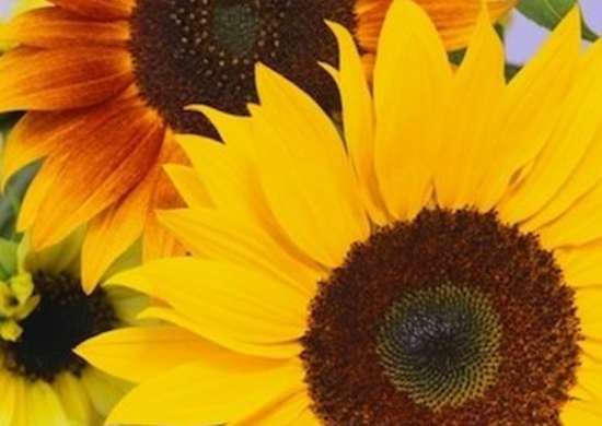 Types Of Sunflowers 10 Blooms Not To Be Missed Bob Vila